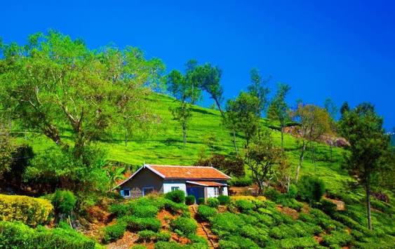 Tea Estates & Museum
